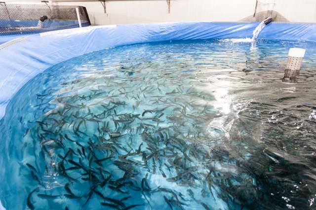 Juvenile trout at the facility